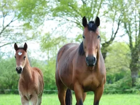 Haras Domaine de la Briouse 1