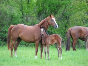 Haras Domaine de la Briouse 2