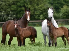 Haras Domaine de la Briouse 8
