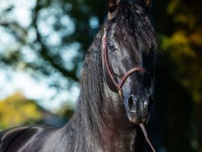 Haras de la Briouse (2)