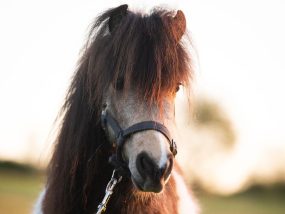 Haras de la Briouse (3)