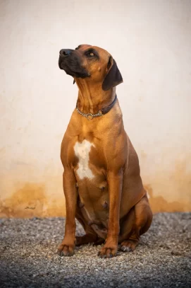 The Rhodesian Ridgebacks at Domaine de la Briouse 1