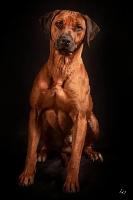 The Rhodesian Ridgebacks at Domaine de la Briouse 2