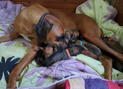 chiots Rhodesian Ridgeback
